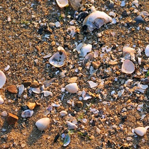 Beyond seafood: this sustainable clam fishery is recycling shells