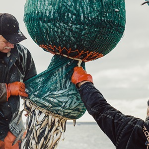 Traditional and sustainable: Sweden’s Caviar of Kalix