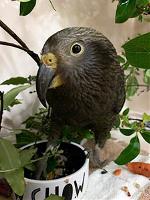 A kea (alpine parrot) sitting among pot plants