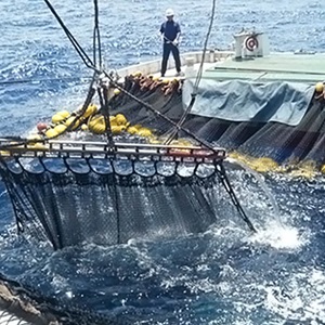 Japan celebrates first tuna purse seine fishery to meet MSC Standard