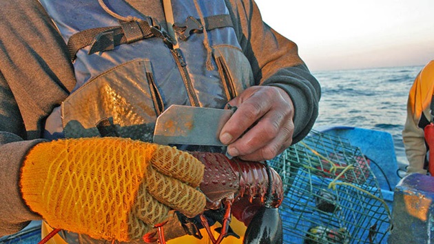 Rybołówstwa MSC na rzecz Celów Zrównoważonego Rozwoju