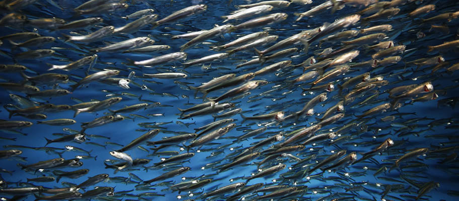 A call to make small pelagic fisheries more sustainable