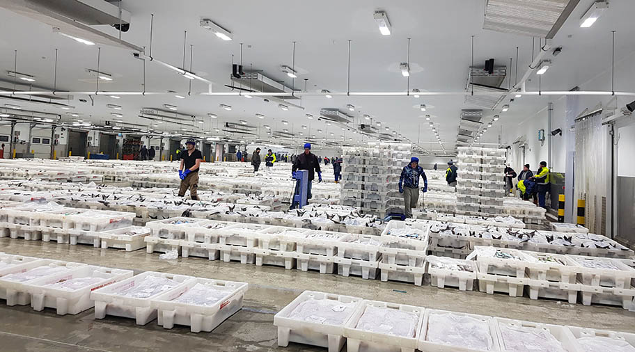 Large warehouse with stacks of crates of fish and workers moving between them 