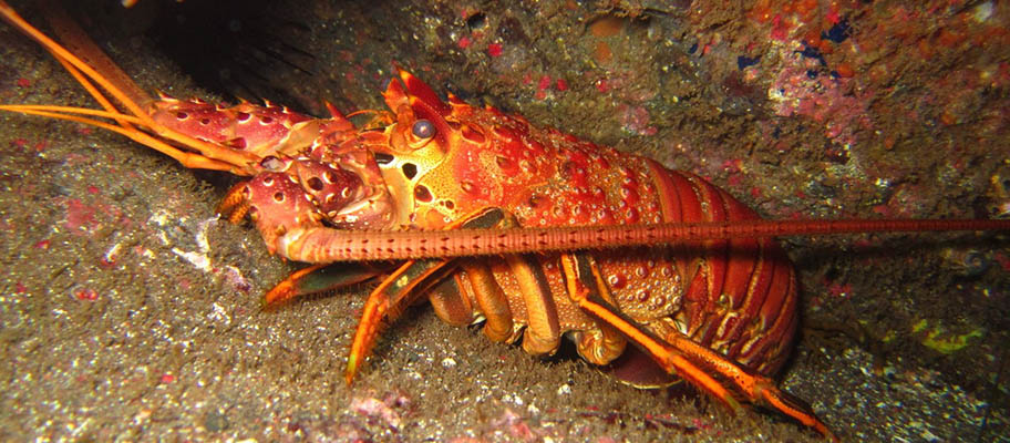 A red rock lobster close-up between rocks