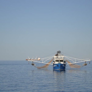 Embedding sustainability: Western Australia's prawn fisheries