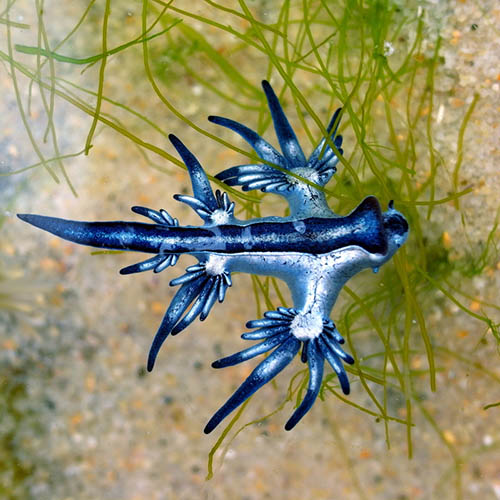 Would You Eat A Sea Cucumber Marine Stewardship Council