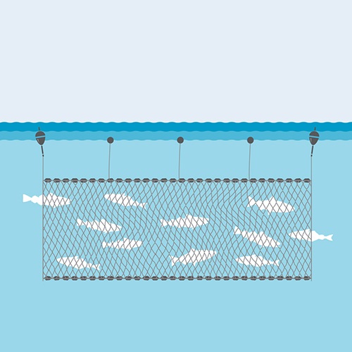 Example of the Longline fishing gear at Zapara Island (Not drawn to