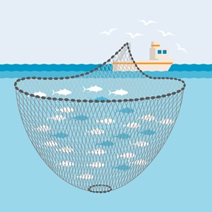 Transform Bottom Trawling Coalition on X: What is #BottomTrawling?  Dragging a weighted net (a trawl) through the ocean along, or very near to,  the seafloor to catch seafood. Fishing nets as wide