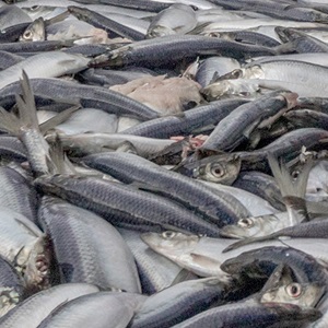 Overfishing