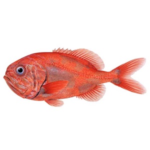 Independent adjudicator issues final decision on Australian orange roughy