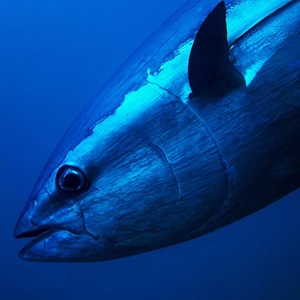 What Fisheries Standard version 3 means for tuna
