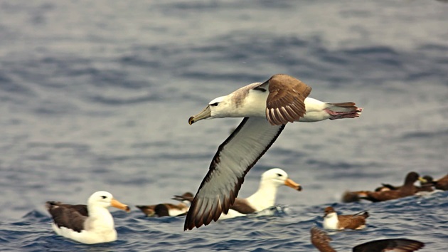 Beating bird bycatch