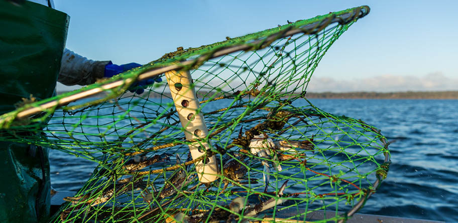 LED lights halve unwanted fish in nets, research finds