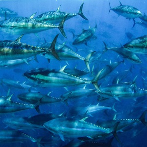 Landmark achievements in tuna fisheries: WCPO skipjack and North Pacific albacore implement world-leading harvest strategies