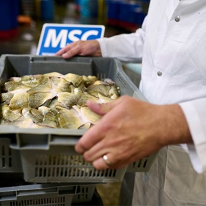 Angling for Change: The Future of Sustainable Seafood