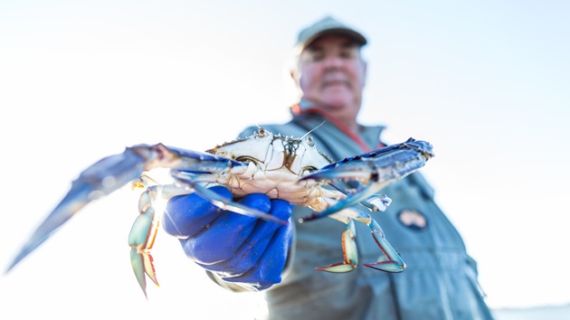 Looking after Bluey: Australia's blue swimmer crab