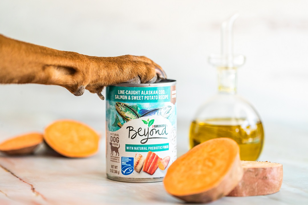 Dog paw on canned food