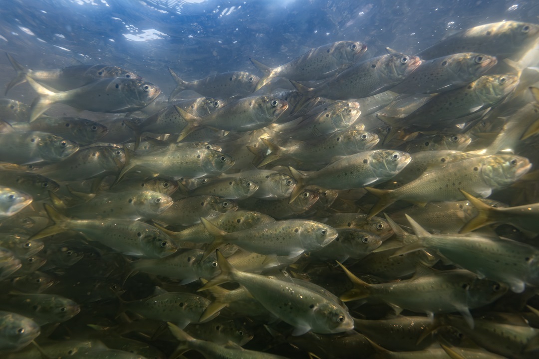 Menhaden swimming in a tigh school underwater