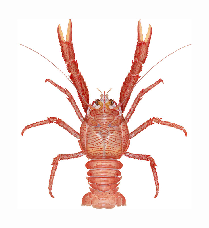 Scientific illustration of red squat lobster