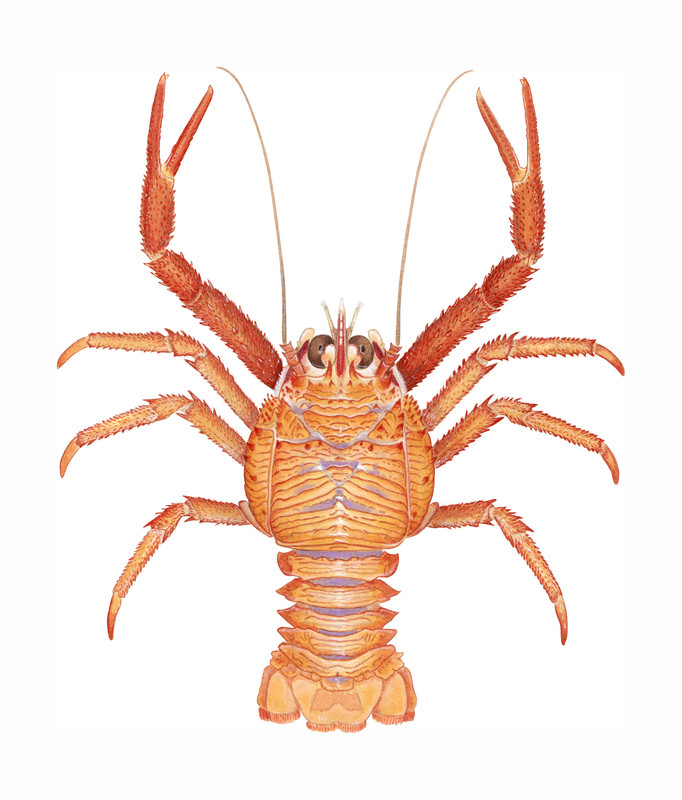 Scientific illustration of yellow squat lobster