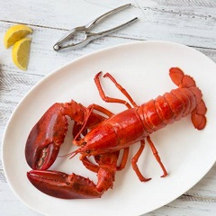 MSC15676-Edit_Lobster_low res