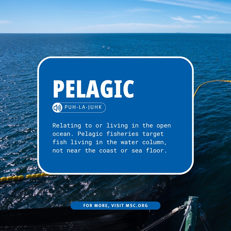 Pelagic Definition | Marine Stewardship Council | Marine Stewardship ...