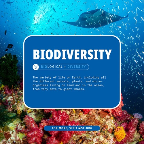 Definition of biodiversity over a blue box with a healthy coral reef ecosystem in the background