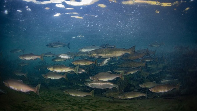 Pacific Salmon – Impacting Ecosystems, Cultures, and Economies