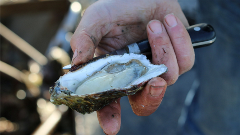 Oester in de hand