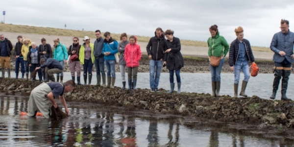 Excursie zeewier oogsten in Yerseke