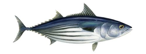 Ene tonijnsoorten Katsuwonus Pelamis