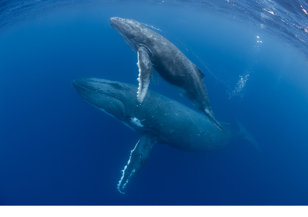 Southern ocean whales, krill & climate