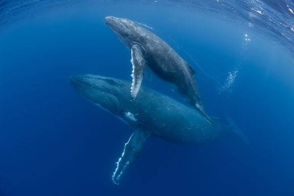 Southern ocean whales, krill & climate