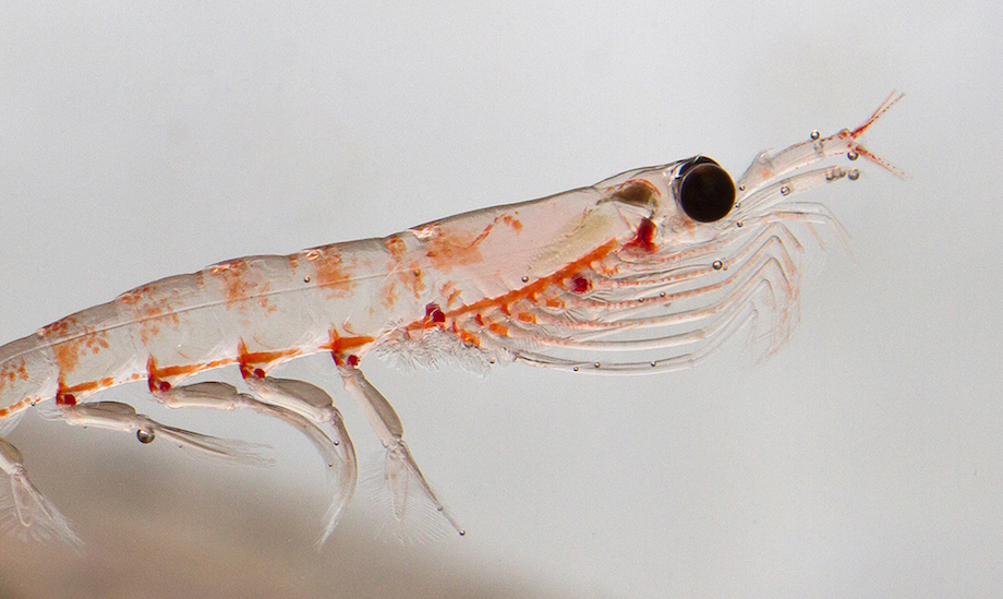Is Krill fishing sustainable?