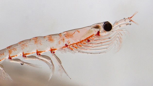 Krill