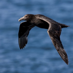 Antarctic fishing stories - 'Beating Bird Bycatch'