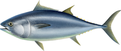 Ilustracja tuńczyka błękitnopłetwego