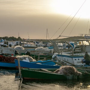 Pesca del polpo nel mar Mediterraneo: cosa abbiamo fatto nel 2022