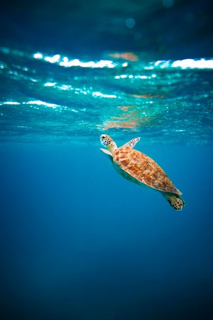 turtle ocean wod portrait