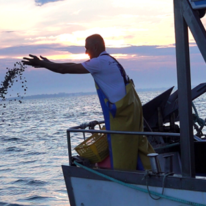 O.P. Bivalvia Veneto ottiene la seconda certificazione MSC di pesca sostenibile