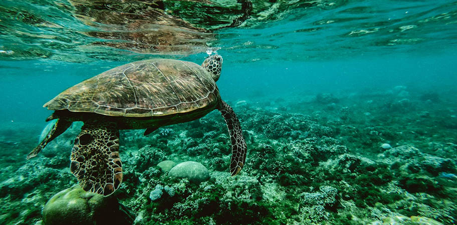 Turtle underwater