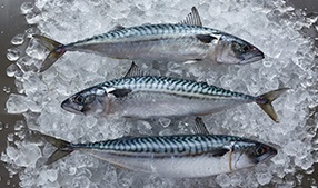 Mackerel: to fish or not to fish? 