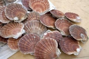 Shetland scallops: how a dredge fishery got MSC certified