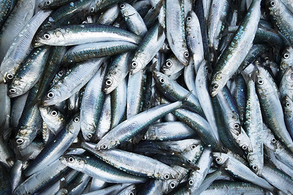 What is overfishing?