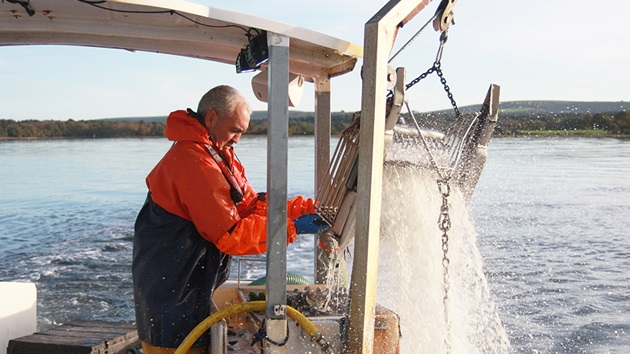 Poole Harbour clams and cockles