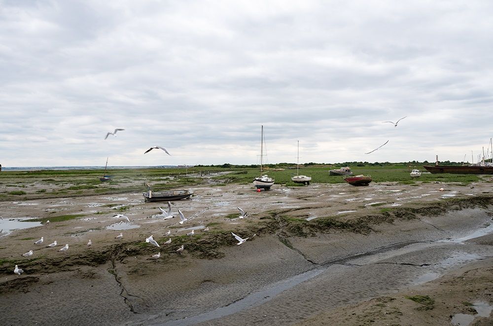 Birds eating cockles and flying