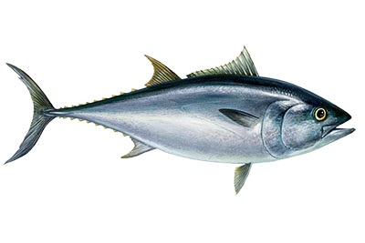Tuna