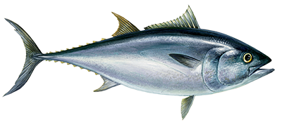 Eating sustainable tuna in the UK | Marine Stewardship Council