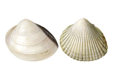 Clams and cockles