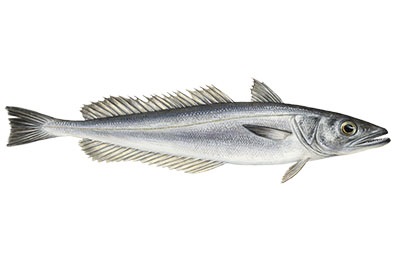 Hake